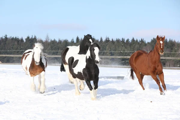 Grupo de caballos corriendo en invierno —  Fotos de Stock