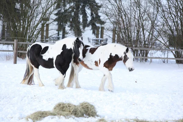 Increíbles mazorca irlandesas en invierno —  Fotos de Stock