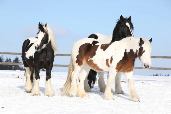 Prachtige Ierse cobs in de winter — Stockfoto
