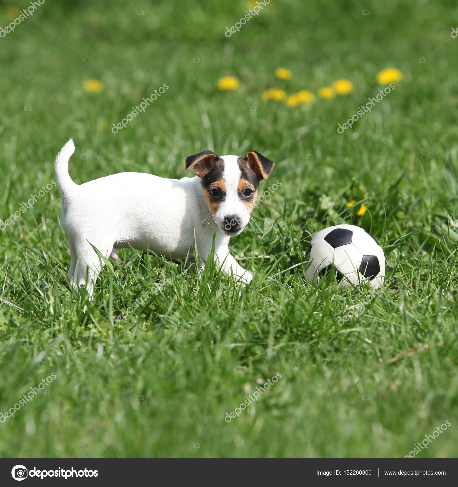 Jack Russell Terrier Puppy Playing Stock Photo C Zuzule 152260300