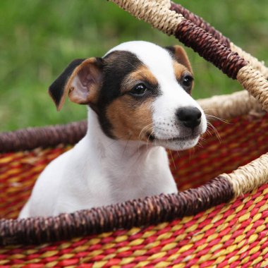 Jack russell terrier puppy clipart