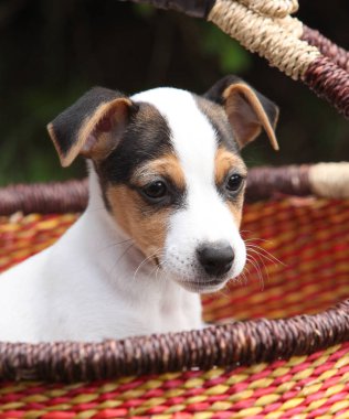 jack Russell terrier yavrusu