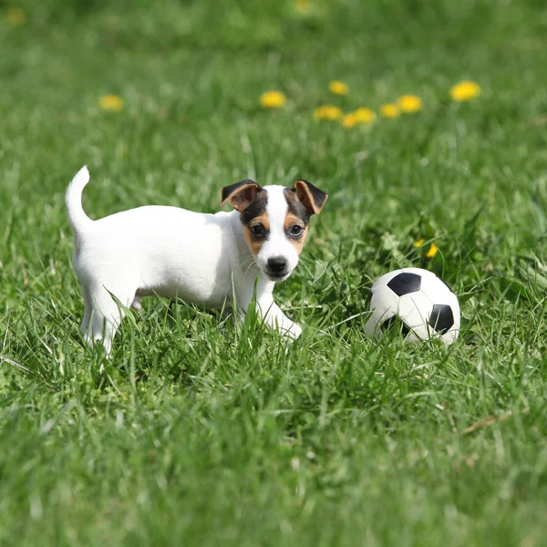 Jack Russell terrier szczeniak gra — Zdjęcie stockowe