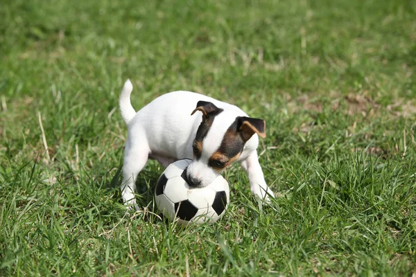 Jack russell terrier puppy playing