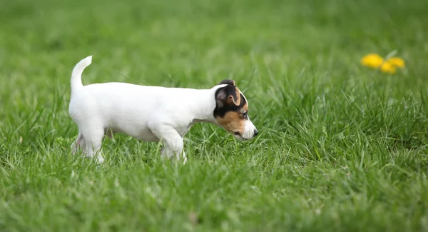 Rozkošný jack russell teriér štěně — Stock fotografie