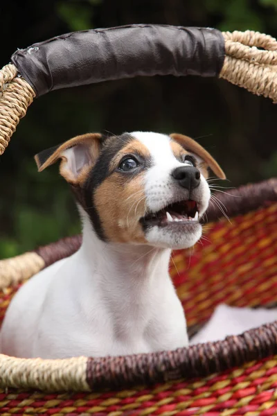 Jack russell Terier szczeniak — Zdjęcie stockowe