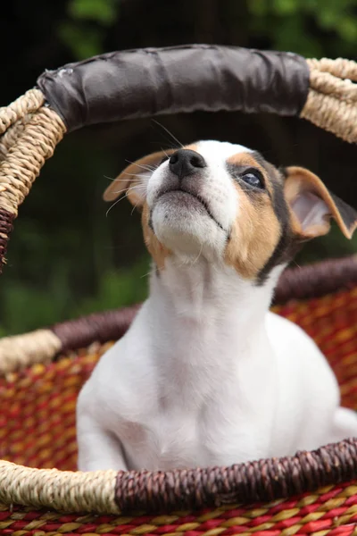 Jack Russell terrier catelus — Fotografie, imagine de stoc