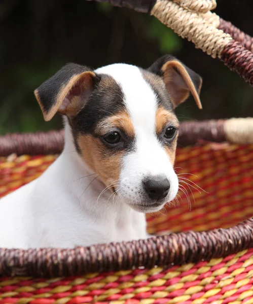 Jack Russell Terrier hvalp - Stock-foto