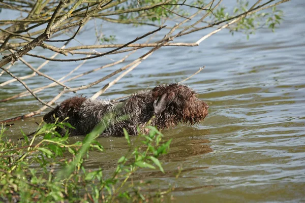 Chien de pointage à poil métallique italien dans l'eau — Photo