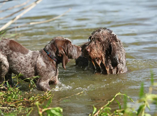 Italienska hrubosrsty pekar hund valp med sin mor — Stockfoto