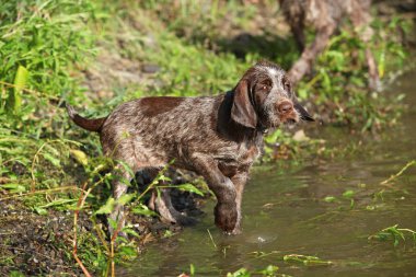 Bu köpek yavrusu ilk banyo
