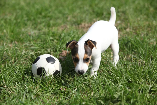 Jack russell terrier cachorro jogando — Fotografia de Stock