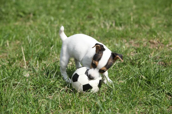 Jack russell terrier cachorro jugando —  Fotos de Stock