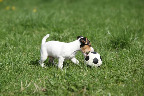 Jack russell terrier cachorro jugando —  Fotos de Stock