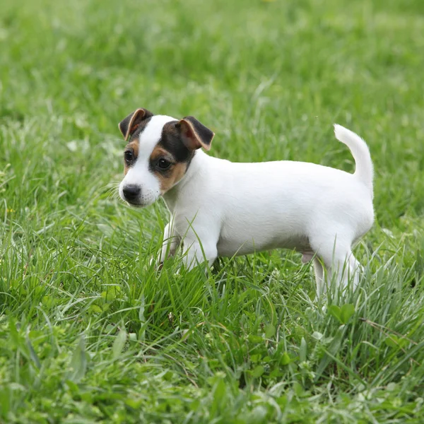 Adorable jack russell terrier cachorro —  Fotos de Stock