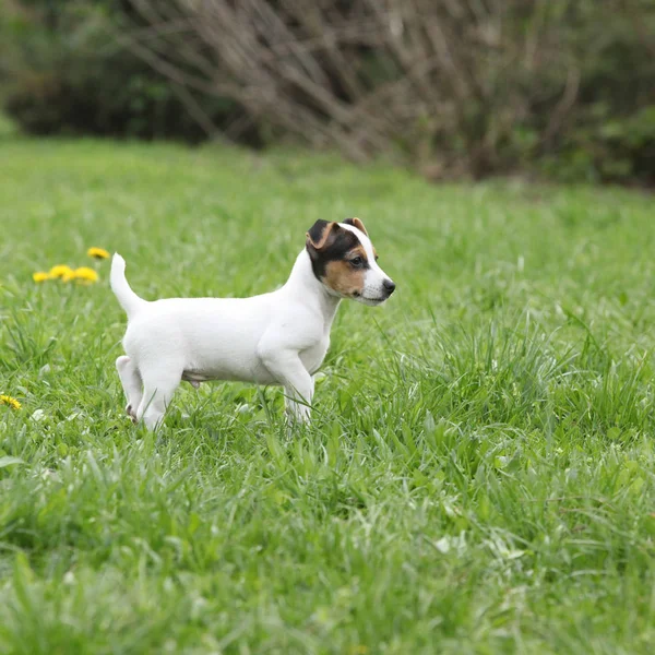 Adorável jack russell terrier cachorro — Fotografia de Stock