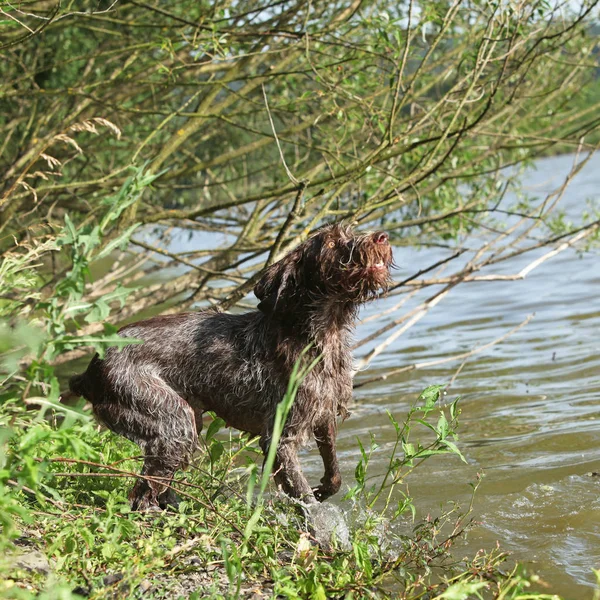 Italské Wire-haired směřující psa ve vodě — Stock fotografie