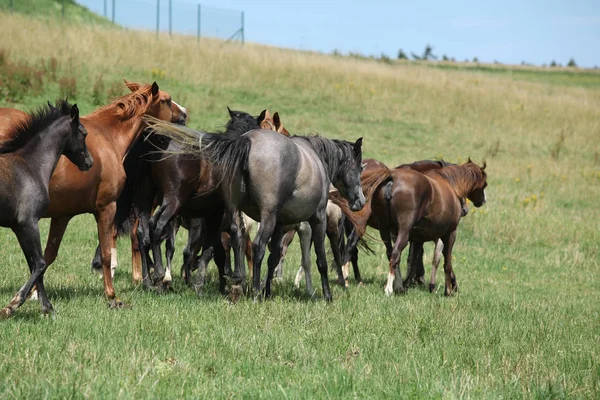 Beautiful horses going together on pasturage — Stock Photo, Image