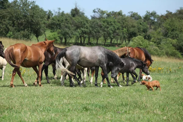 Belos cavalos indo juntos em pastagem — Fotografia de Stock