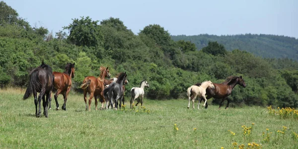 Beautiful horses going together on pasturage — Stock Photo, Image