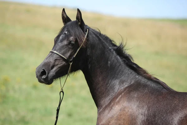 Vackra welsh ponny på bete — Stockfoto