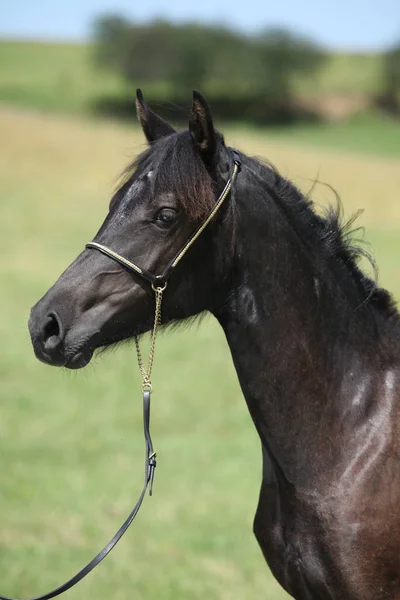 Schönes walisisches Pony auf der Weide — Stockfoto