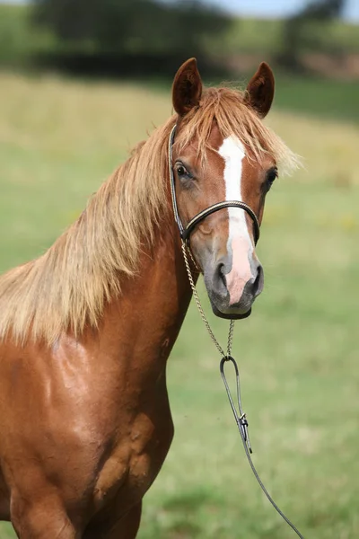 Indah kuda poni welsh pada padang rumput — Stok Foto