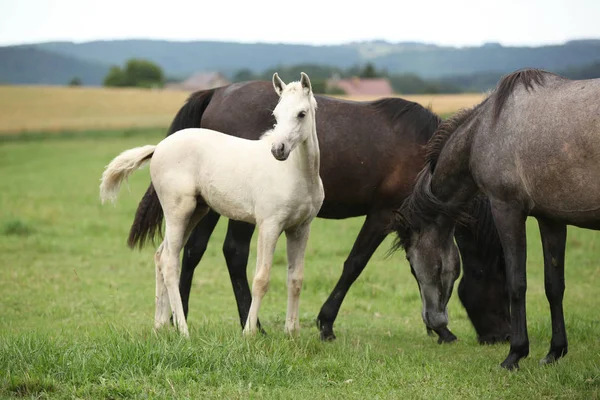 Beautiful foal with mare on pasturage — Stock Photo, Image