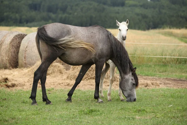 Beautiful foal with mare on pasturage — Stock Photo, Image