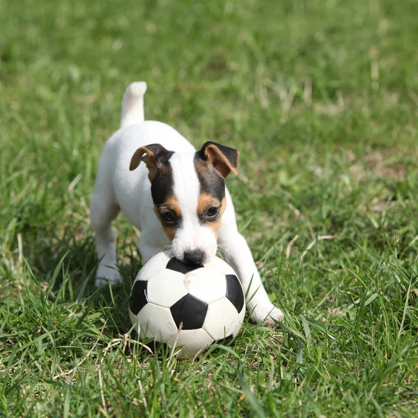 Jack russell terrier cachorro jogando — Fotografia de Stock