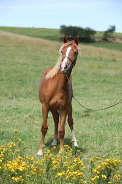Güzel midilli otlak üzerinde Galce