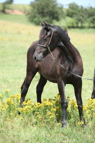 Beau poney gallois sur pâturage — Photo