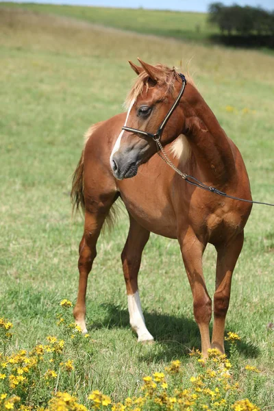 Bellissimo pony gallese sul pascolo — Foto Stock