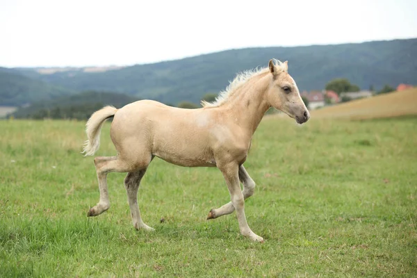Amazing welsh part-bred foal — Stock Photo, Image