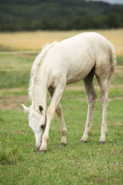 Amazing welsh part-bred foal — Stock Photo, Image