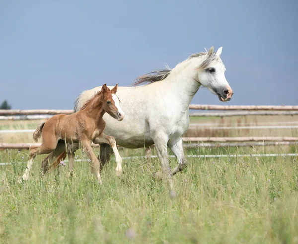 Increíble potro con su madre — Foto de Stock