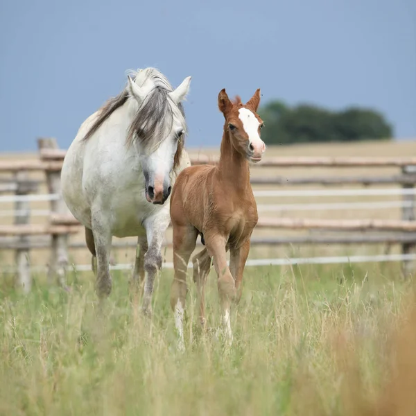 Amazing foal with its mother — Stock Photo, Image