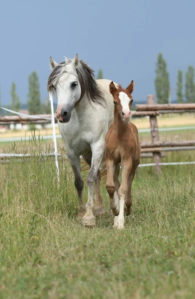 Amazing foal with its mother — Stock Photo, Image