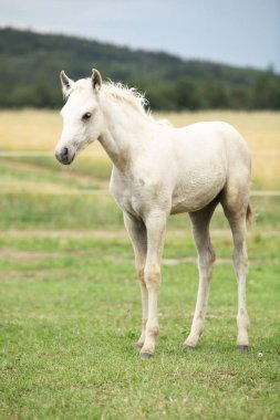 Şaşırtıcı Galce bölümü yetiştirilmiş tayı