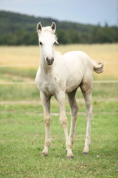 驚くべきウェールズの一部繁殖馬 — ストック写真