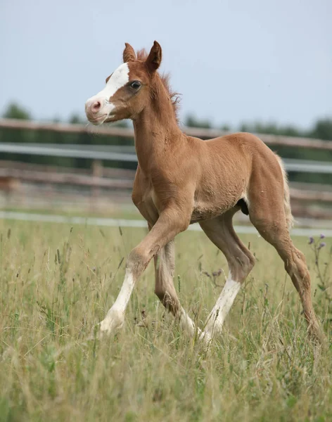 Nice foal on pasturage — Stock Photo, Image