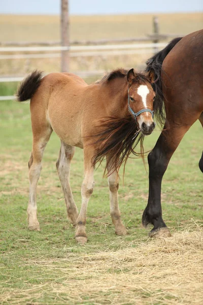 Nice mare with its foal — Stock Photo, Image