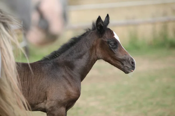 Nice foal on pasturage — Stock Photo, Image