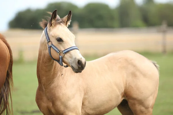 放牧に素敵な子馬 — ストック写真