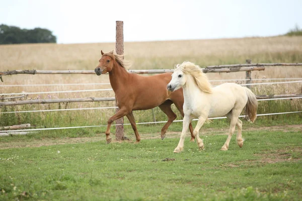 Dva ponnies společně na pastvin — Stock fotografie