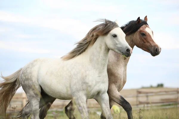 两个 ponnies 一起在牧场上 — 图库照片