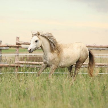 Güzel midilli otlak üzerinde hareket