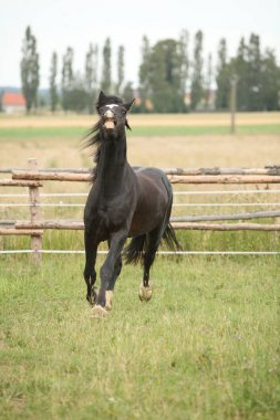 Şaşırtıcı siyah aygır otlak üzerinde çalışan