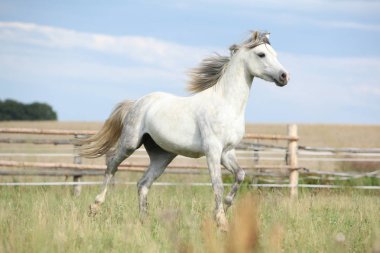 Şaşırtıcı midilli otlak üzerinde hareket