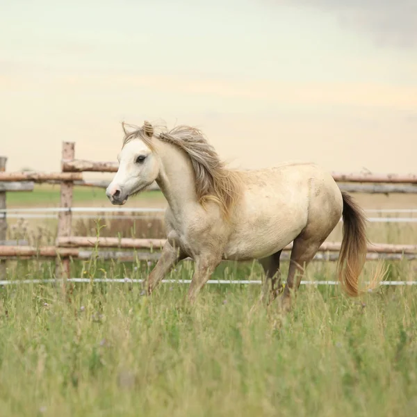 Schönes Pony bewegt sich auf der Weide — Stockfoto